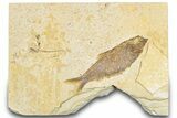 Bargain, Fossil Fish (Knightia) - Wyoming #318359-1